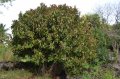 Caoutchou nain noir. FICUS elastica nana nigra. Asie. Moraceae. 5-7m